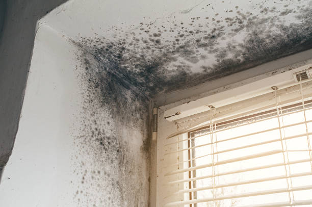 Affordable Mold Remediation solutions in Hampton, VA