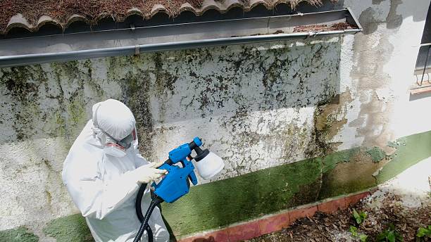 Top rated local Mold Remediation specialists in Hampton, VA
